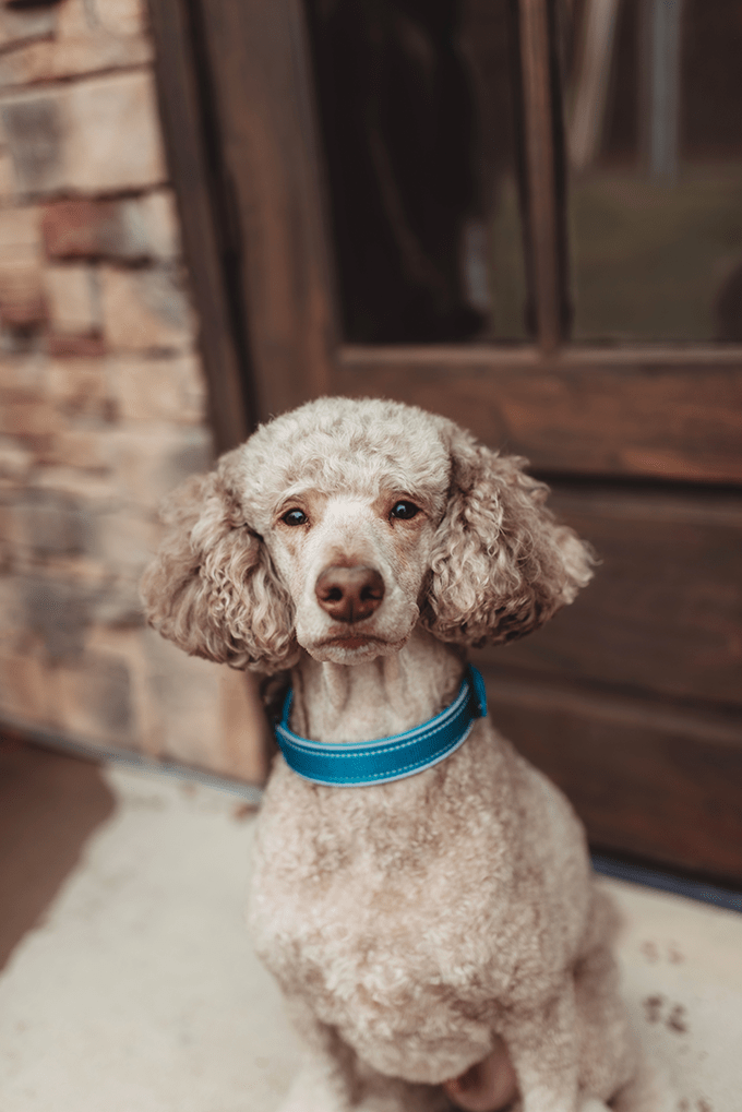 Puplick Relations Officer August Franklin Chaney he is handsome gray standard poodle with a blue collar