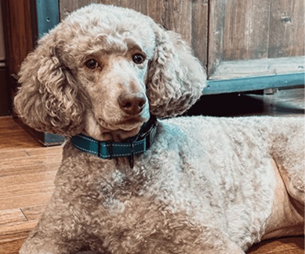 Standard poodle August laying down